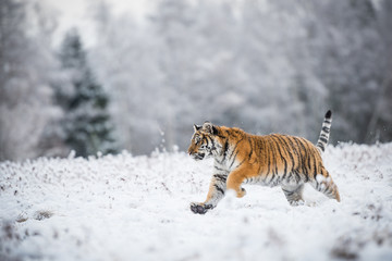 Naklejka na ściany i meble Young Siberian tiger running across snow fields