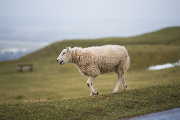 Fototapeta premium isolated sheep on hillside in winter with snow and grass in background