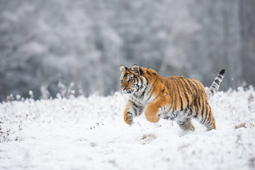 Fototapeta na wymiar Young Siberian tiger running across snow fields