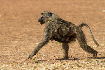 Baboon with a hanging baby baboon in Mole National Park in Ghana