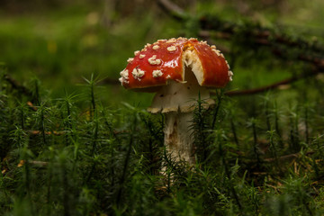 Mushrooms, handsome fly agaric.1