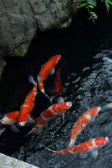 Japanese carps in the pond