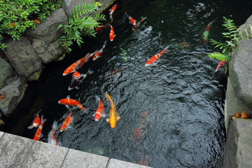 Japanese carps in the pond