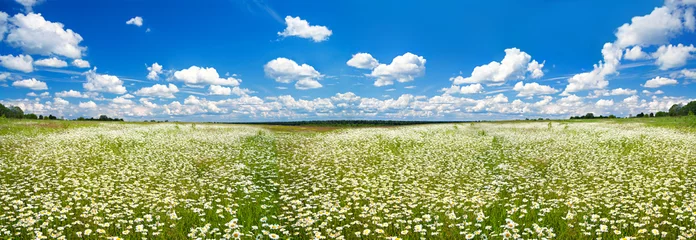 Fotobehang panorama spring  landscape with a flowering flowers on meadow © yanikap