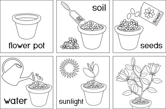 Coloring Page. Instructions On How To Plant Flower In Six Easy Steps With Titles. Step By Step