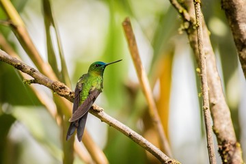Perched Sapphire-vented Puffleg