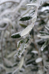 Branch of olive tree, covered in ice