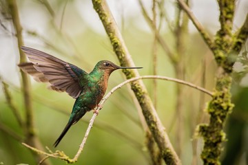Fototapeta premium Close up Purple-throated Woodstar