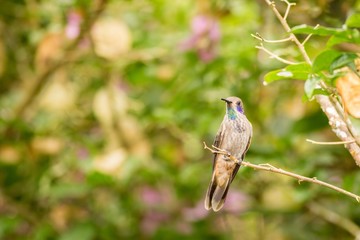 Perched Brown Violet-ear