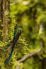 Close-up Long-tailed Sylph