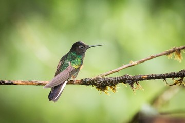 Velvet-purple Coronet in the rain