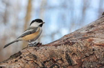 Obraz premium Delicate Chickadee stays around the Winter Months in the City Park