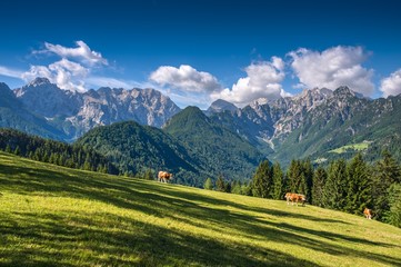 Solcava Panoramic Road in Summer © zkbld