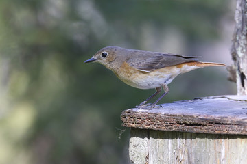 common redstart 
