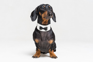 Portrait of cute dog, dachshund, black and tan, wearing  bow tie, isolated on gray background.