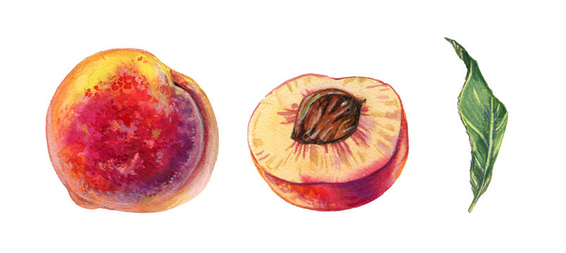 Hand drawn watercolor realistic peach with half fruit and leaves