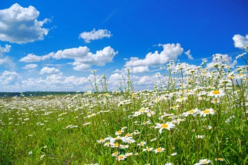 Fototapeten spring rural landscape with a flowering flowers on meadow © yanikap