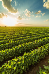 Green ripening soybean field, agricultural landscape