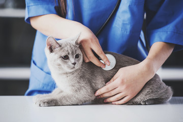 Veterinarian doctor is making a check up of a cute beautiful cat