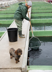 Woman catching fish with landing net on sturgeon farm