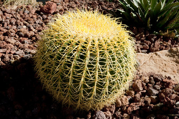 Echinopsis bruchii.