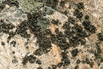 mold in the form of flowers on a stone