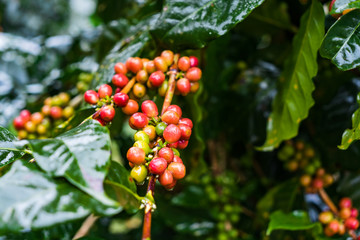 Coffea Arabica plantation, Coffee beans ripening on the rainy day