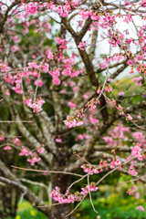 Cherry Blossom in the morning, Blooming Pink Japanese Sakura