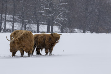 highland cow, bos taurus, coo, cattle, young and female foraging in snow covered field within the cairngorms national park, scotland