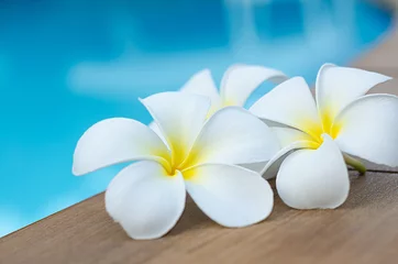 Papier Peint photo autocollant Frangipanier Fleurs de plumeria blanches au bord de la piscine.