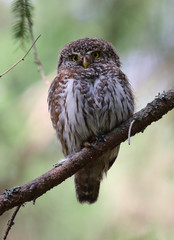 Eurasian Pygmy Owl