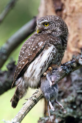 Eurasian Pygmy Owl