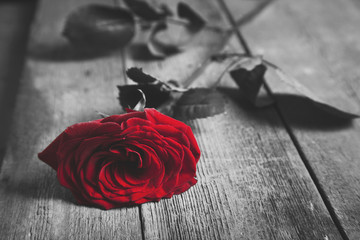  Red rose on  wooden background