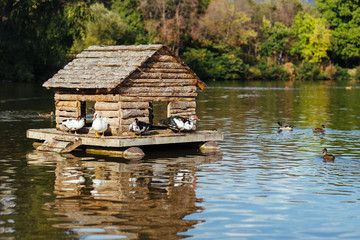 The duck house