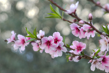 Flowering peach branch. Spring background.