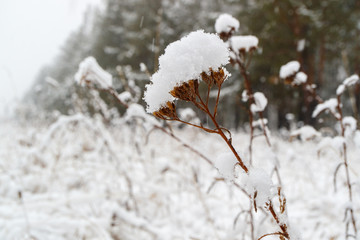 in a snowy field dry plant herbaceous, snow falls in the background snow forest