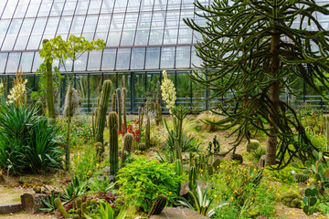cactus in a conservatory Glasshouse