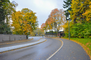 Canopy of trees with Spring colors on each side of road in Oslo Norway