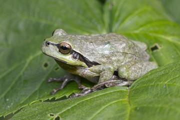 grau gefärbter Europäischer Laubfrosch (Hyla arborea) - gray European tree frog