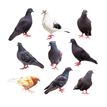 Bird pigeon poses. Collection of doves isolated on white background
