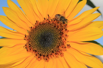 Sonnenblume in Straelen Deutschland