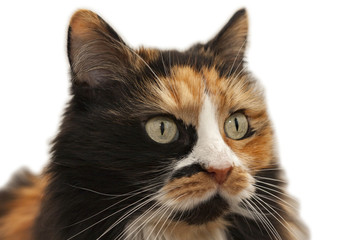 Portrait of a three-colored cat, clipping path