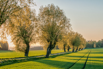 Tree lined avenue in the countryside of Vikbolandet during a spring evening in Sweden. 