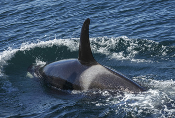 Killer Whales in the Kenai Fjords National Park, Alaska, USA - obrazy, fototapety, plakaty