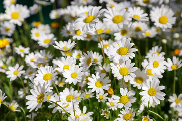 Daisy flowers on the spring meadow.