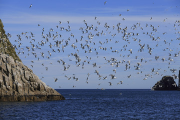Kenai Fjords National Park, Alaska, USA