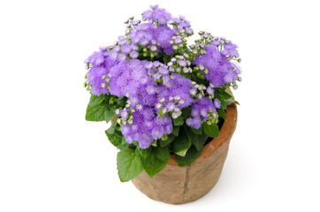 Leberbalsam