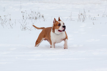 Cute american staffordshire terrier is standing on a white snow.