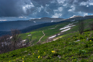 spring flowers in the alpine