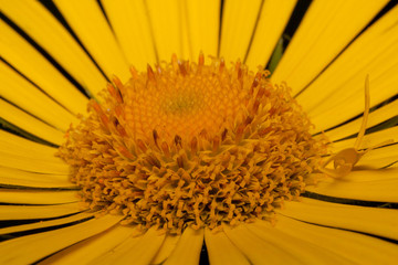 Petals of beautiful yellow daisy close up. Live nature.
